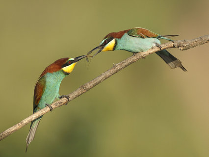 Bee-eaters and Rollers photography tour